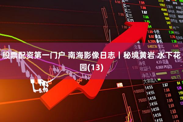 股票配资第一门户 南海影像日志丨秘境黄岩 水下花园(13)